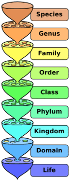 The Linnaean System Advanced Ck 12 Foundation