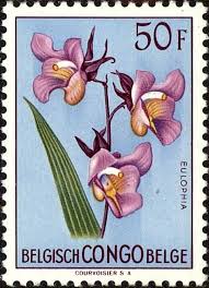 Image result for Eulophia fridericii