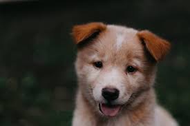 If you're just going to put your pet down or bring it to the shelter, why would you charge someone a fee to take it. Pet Adoption Good Shepherd Pet Services