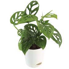 It also works well as an indoor plant. Ugaoo Philodendron Broken Heart Plant With Self Watering Pot Monstera Adansonii Amazon In Garden Outdoors