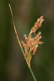 Image result for Schoenoplectus sp.no.1