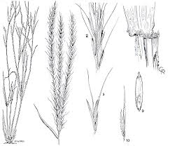 Image result for Enteropogon