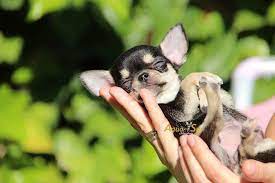 Hoy Os Voy A Desvelar Todo Sobre Los Chihuahua Toy Que Hay De Verdad Sobre Estos Ejemplares Mas Pequenos Y A Chihuahua Puppies Cute Chihuahua Cute Little Dogs