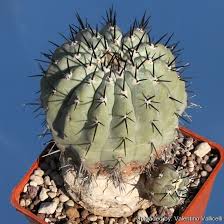 Because the weather is so weird. Copiapoa Cinerea