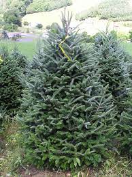 Maybe you would like to learn more about one of these? Real Christmas Trees Which One Is Right For You Christmas Trees
