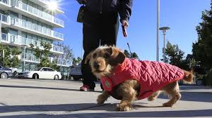 Pets infected with salmonella may be lethargic, with other symptoms including diarrhea, fever and vomiting. Recall On Performance Dog Food Possible Salmonella Listeria Miami Herald