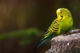 Wellensittich Futter Von Fertigmischung Bis Salat