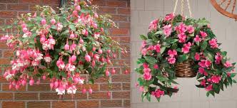 Îi place umezeala şi umbra, fiind una dintre cele mai frumoase flori curgătoare pentru decorarea balconului şi nu numai. Plante Pentru Ghiveci Suspendat Culori Care Se Preling