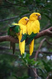 Pin By Hacer C On Animais Animals Beautiful Beautiful Birds Pet Birds