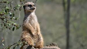 From the big five to the charismatic penguins, south africa is it has been listed as vulnerable by the iucn due to the substantial decline in its range. Meerkat Fact Sheet Blog Nature Pbs