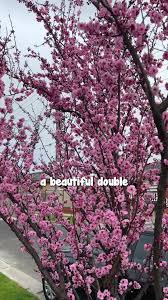 Image result for Prunus × blireana