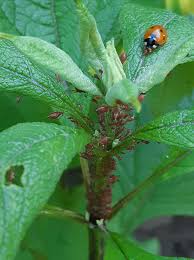 Image result for Nicolasia nitens