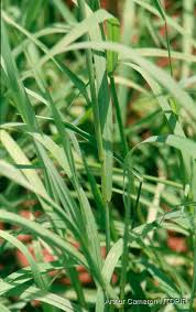 Image result for Digitaria complanata