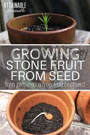 Planting Nectarine Seeds And Other Stone Fruit Can Produce Excellent Fruit Here Are Step By Step Instructions On With Images Growing Fruit Trees Stone Fruit Growing Fruit