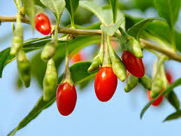 The berries of lycium barbarum are used in traditional medicine in several asian countries to treat inflammation, skin irritation, nose bleeds, aches, and pains and as a sedative. Gojibeere Gemeiner Bocksdorn Teufelszwirn No 1 Lifeberry Lycium Barbarum No 1 Lifeberry Baumschule Horstmann