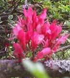 Image result for Schotia afra