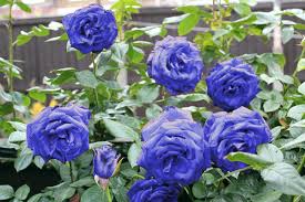 Bunga mawar adalah salah satu jenis bunga yang melambangkan keromantisan. 5 Biji Benih Bunga Mawar Biru Rambat Climbing Blue Rose Imfort Mudah Tumbuh Lazada Indonesia
