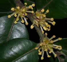 Image result for Buxaceae