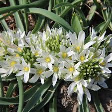 Image result for Ornithogalum