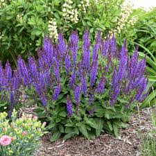 It stays compact at just four feet tall. Violet Profusion Perennial Salvia Salvia Nemorosa Proven Winners