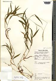 Image result for Digitaria abyssinica