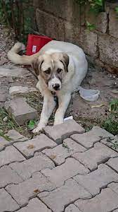 t c zulal kutluer בטוויטר izmir cok cok acil 6 aylik disi alacobankopegi ala coban kopegi yuvaariyor 5354243061 https t co syx2q8zkfp https t co cbnxyu0cjj