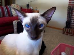 Siamese cats also enjoy the company of other cats, children, and even strangers. All About The Siamese Cat