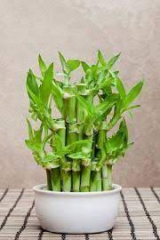 Maybe you would like to learn more about one of these? 17 Lucky Bamboo Plants Ideas Lucky Bamboo Plants Lucky Bamboo Bamboo Plants
