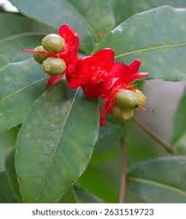 Image result for Ochna kirkii