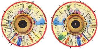 What Is Iridology Diagnosis Chart Iriscope Iridology