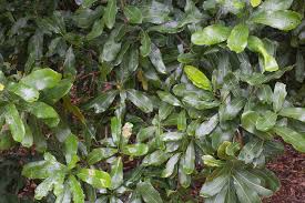 Image result for Macadamia aff. integrifolia