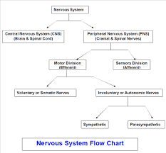 solved if you understand that the cns and pns work