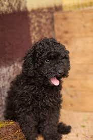 Maybe you would like to learn more about one of these? Fluffy Poodles Kellys Kennels