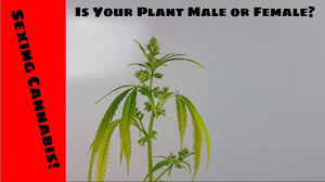 See full list on wikihow.com Sexing Cannabis Plants Documentary How To Tell If Your Plant Is Male Or Female From Seed Youtube