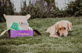We Ve Created A 5 Month Old Puppy Training Guide To Help Understand Puppy Behavior Master Basic Comma Puppy Training Guide Puppy Training Training Your Puppy