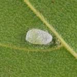 Image result for Stigmella aceris