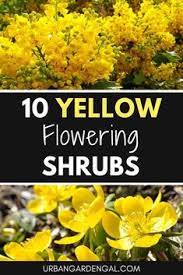 Check spelling or type a new query. 10 Beautiful Yellow Flowering Shrubs Yellow Shrubs Yellow Flowering Shrub Flowering Shrubs