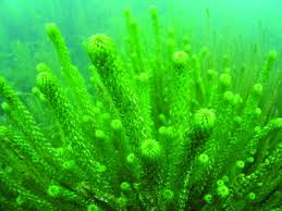 Image result for Lagarosiphon muscoides