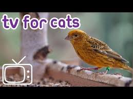 Bird Videos For Cats To Watch Online Video S For Cats To Watch 4 Hours Soothing Bird Footage Youtube In 2020 Cat Gif Cats Bird