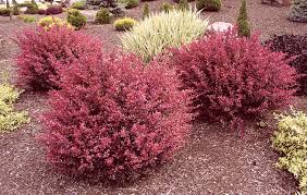 Image result for Barberry