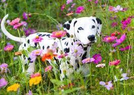 Check spelling or type a new query. Academy Animal Hospital Home Facebook