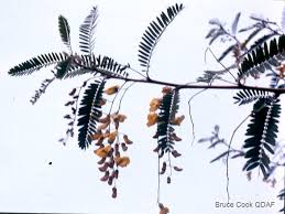 Image result for Sesbania sesban