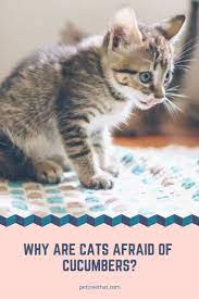 Worldwide Videos Screening Cats Afraid Of Cucumbers Are Famous On The Internet In The Videos Cat S Owners Secret Cats Cats Scared Of Cucumbers Cat Questions