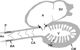 Thus, the correct answer is option a. The Anatomical Components Of The Cardiac Outflow Tract Of Chondrichthyans And Actinopterygians Lorenzale 2018 Biological Reviews Wiley Online Library