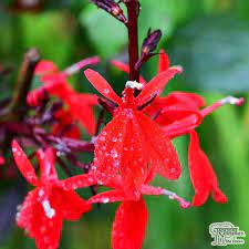 Buy Lobelia Queen Victoria Lobelia In The Uk