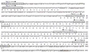 Thymine and uracil are almost identical. Nucleic Acid Sequence And Predicted Amino Acid Sequence Of Sheep Tnnc2 Download Scientific Diagram