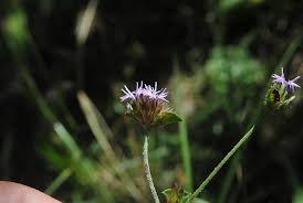 Image result for Elephantopus mollis