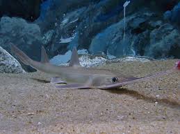 Find out how to catch saw shark in animal crossing: Sawshark Chondrichthyes Wiki Fandom