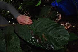 Image result for Uvariodendron