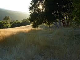 Interview with Marion Brenner